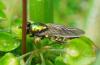 Chloromyia formosa